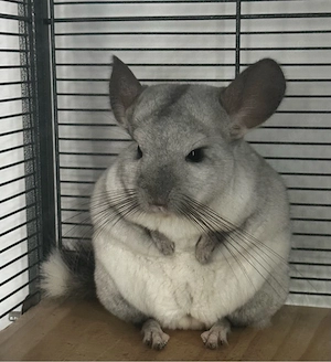 Chinchilla abzugeben