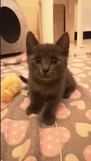 BKH-Bengal-Mix kitten