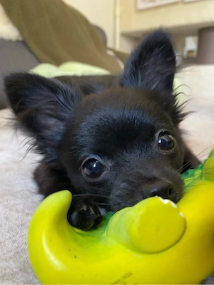 kleiner pomchi welpe- junghund sucht liebevolles Zuhause 