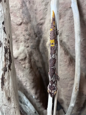 1.1 Strophurus Ciliaris 2022