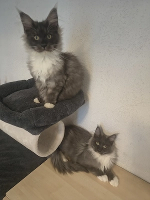 Top Maine Coon Kitten Black Smoke reinrassig