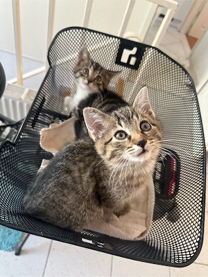 eurpäische kurzhaar kitten, ab 22.10.26 (12 wochen dann!) 