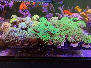 Meerwasser Korallen Ableger Sps Lps Weichkorallen Anemonen