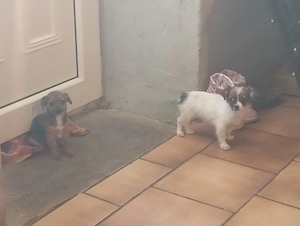 Hunde Welpen Baby Hund