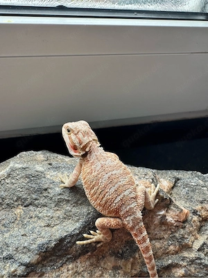 0.1 Bartagame Weibchen   100 % het Witblits   Hypo   66 % het Translucent (Eltern siehe Fotos)