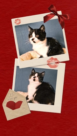 BKH Kitten, Stammbaum, geimpft und gechipt 