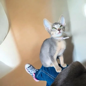 Abessinier Mix x OKH Katerchen
