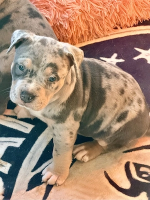 American Bully