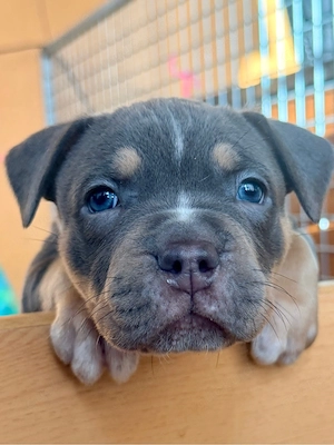 American Bully Bild 3