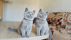 BKH-Kitten in blue und blue-weiß ( Stammbaum)!