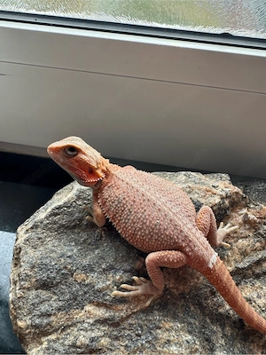 0.1 Bartagame Weibchen   Hypo Translucent | 100% het Witblits (Eltern siehe Fotos)