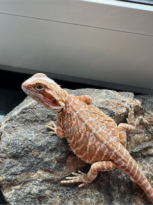 0.1 Bartagame Weibchen   Hypo Leatherback | 100 % het Witblits (Eltern siehe Fotos)