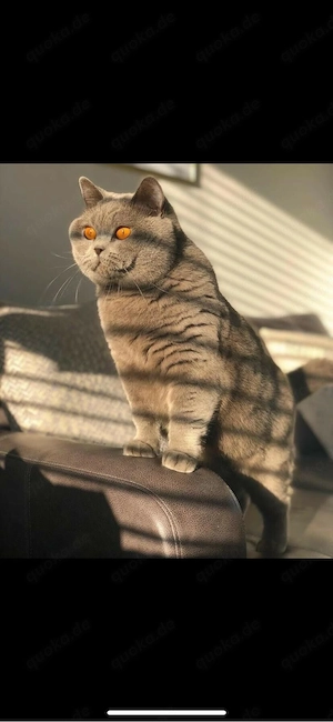 BKH deckkater