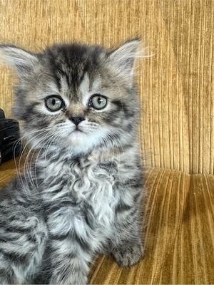 Perserkatze