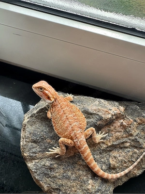 1.0 Bartagame Männchen   Hypo Tiger   Blue Bars | 100 % het Witblits (Eltern siehe Fotos)