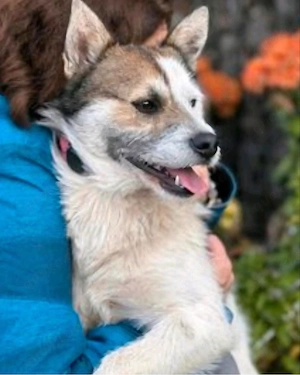 Ari m   2 jahre kein Hund für nebenbei 