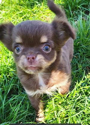 Chihuahua-Welpe 