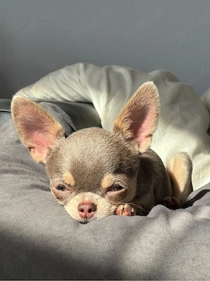 Chihuahua Rüde