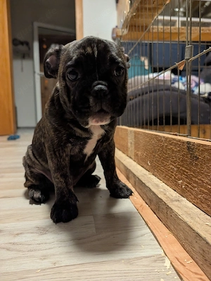 ol English Bulldogge x Französische Bulldogge 