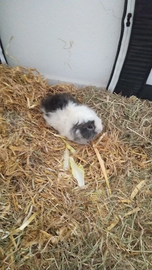 Meerschweinchen Böckchen sucht liebevolles Zuhause 