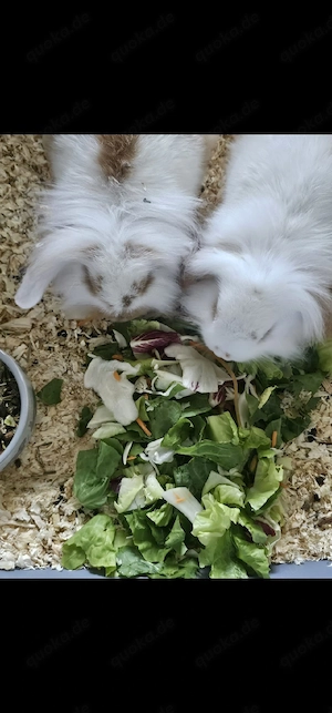 2 Kaninchen 