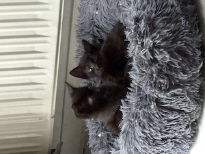 9 Wochen alte Kitten bald Abgabe bereit 