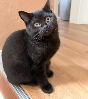 bkh Kitte Kater 