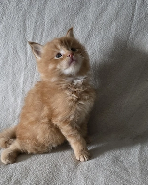 Reinrassige Maine Coon Kitten 