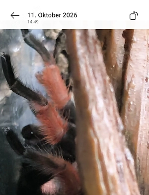 Brachypelma emilia 1.0 nach RH abzugeben für Zucht 