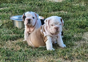 Englische-Bulldogge-Welpen
