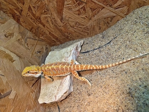 Farb-Bartagamen Jungtier ( pogona vitticeps) NZ 05 2026
