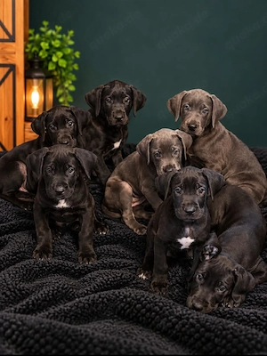 Noch 5 Doggen welpen 