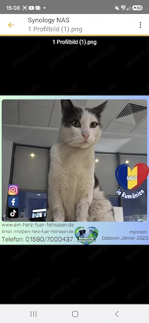 Udo - ein liebenswerter Einzelprinz sucht sein perfektes Zuhause 