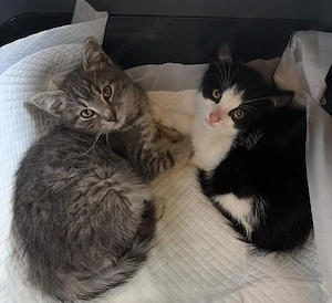 Yuki & Momo suchen gemeinsam liebevolles Zuhause 