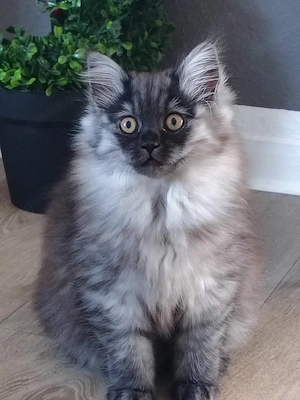 Britisch Langhaar Britisch Kurzhaar BKH Ragdoll
