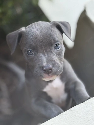 American-Pitbull-Terrier-Welpen