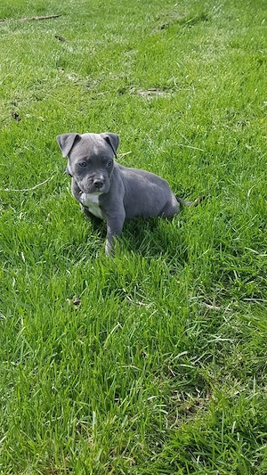 Entzückende American-Pitbull-Terrier-Welpen