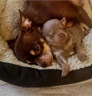 Chihuahua zum Verkauf