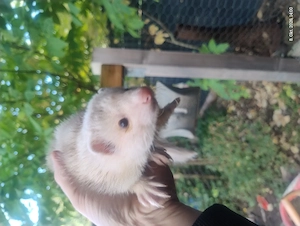 Frettchen Fähe 6 Monate 