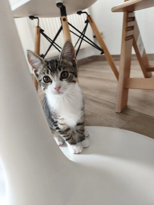 4 Monate junge Katze zu verkaufen 