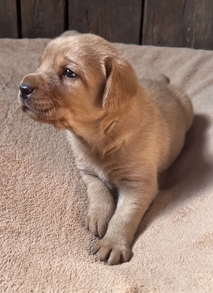 Labrador Welpen reinrassig 