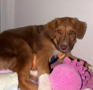 Nova Scotia Duck Tolling Retriever Australian Shepherd Welpe Nala    