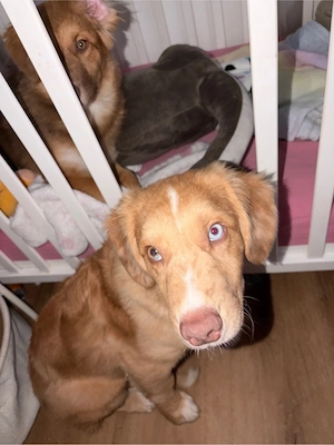 Nova Scotia Duck Tolling Retriever Australian Shepherd Welpe Balou   