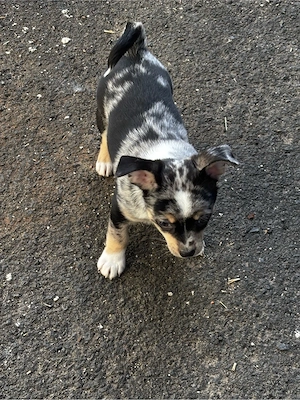 Chihuahua Rüden welpen wollen zu dir ab sofort Bild 8