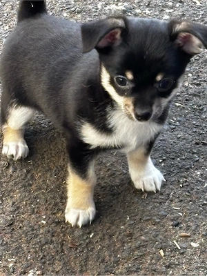 Chihuahua Rüden welpen wollen zu dir ab sofort