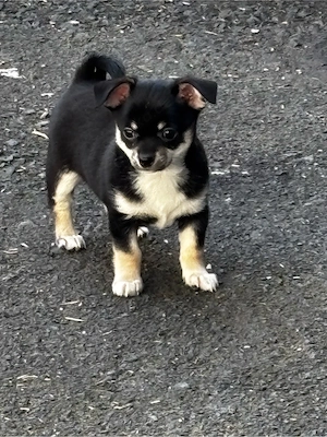 Chihuahua Rüden welpen wollen zu dir ab sofort Bild 7
