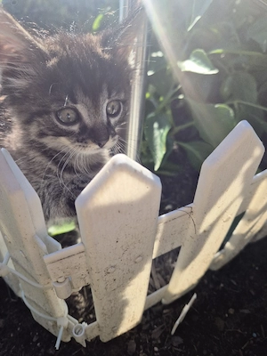 2 Süße Maine-Coon Mix Kitten 