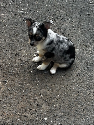 Chihuahua Rüden welpen wollen zu dir ab sofort Bild 3
