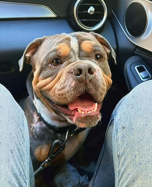 New englische Bulldogge 