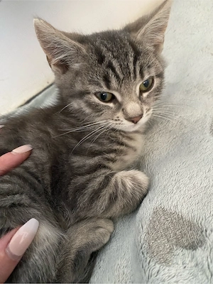 Süßes graue Katzenmädchen 12 wochen alt 